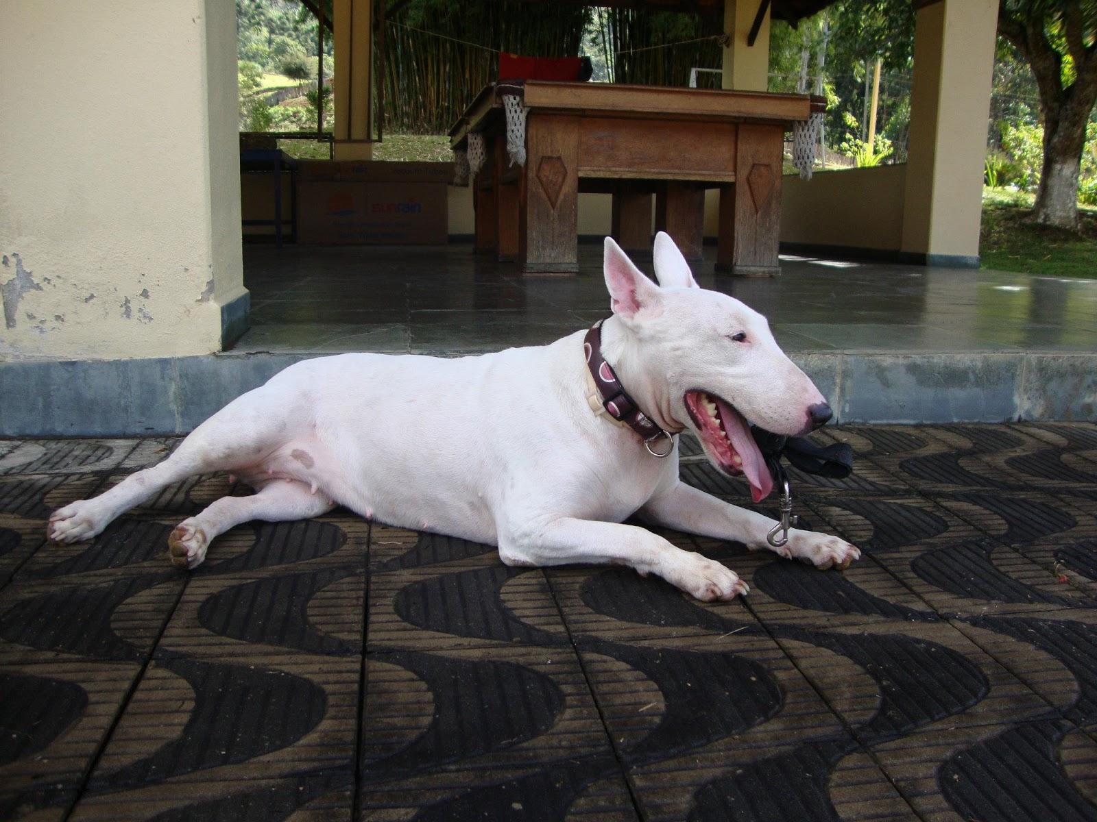 Policlínica Veterinária Botafogo