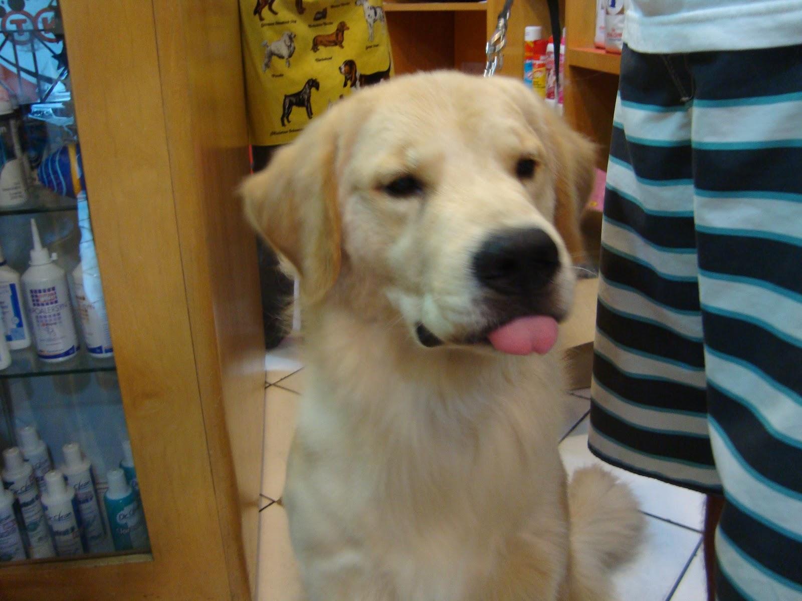 Pet Shop Vita Animale