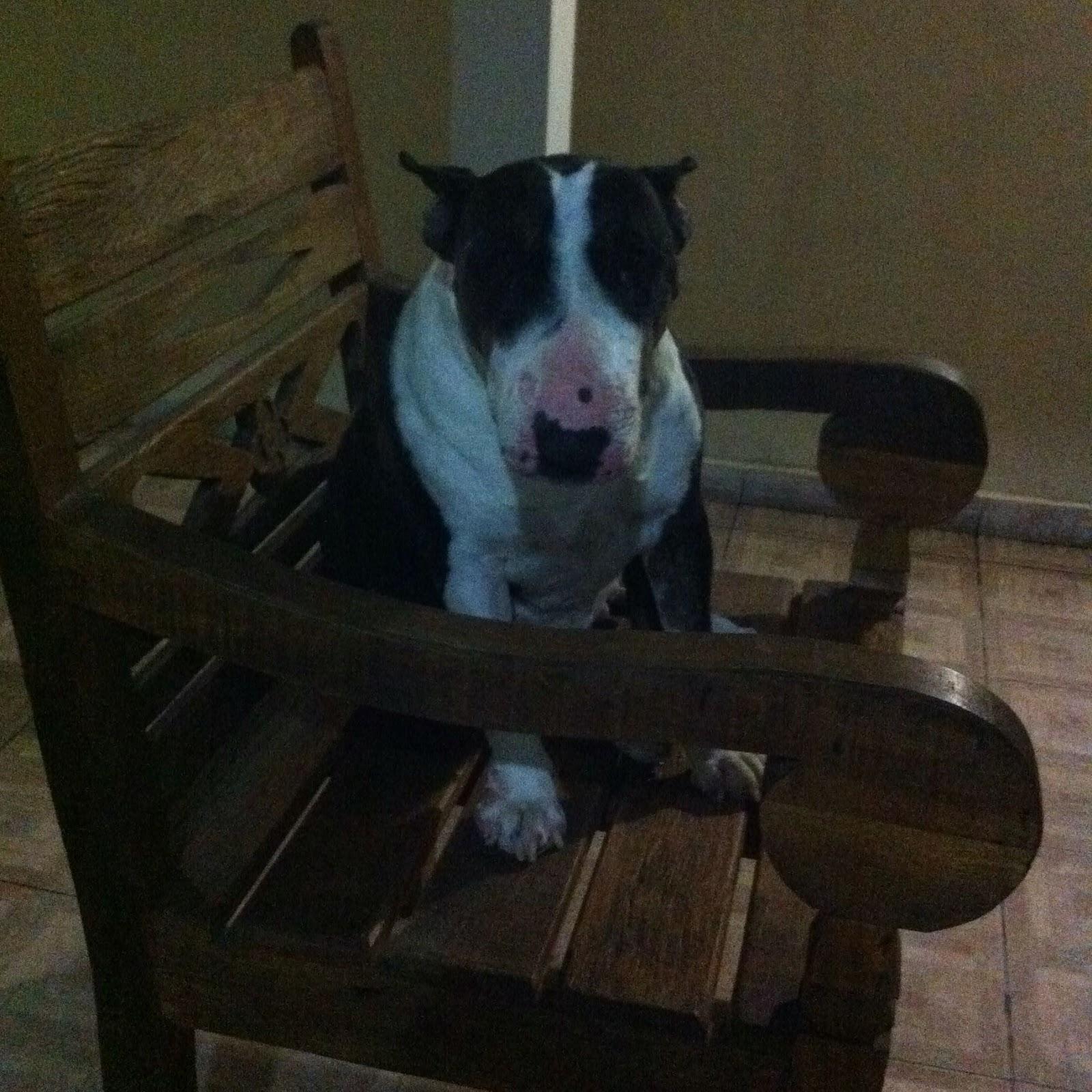 Veterinária Itanhangá
