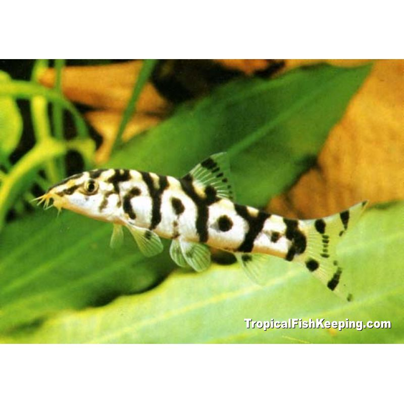 Aquarisland Comercio Ltda