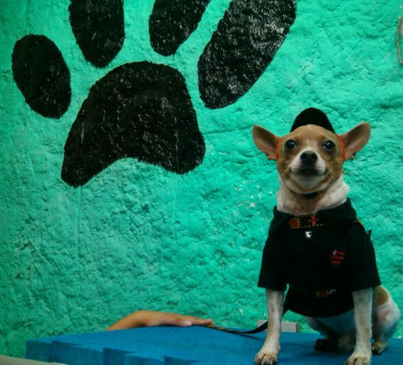 Pet Shop Bicho Feliz