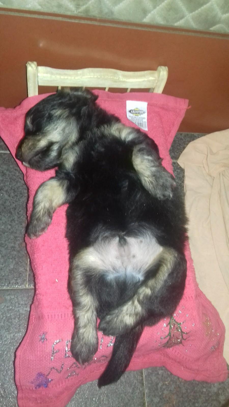 Cãopanhia