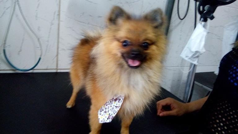 Yellow Pet