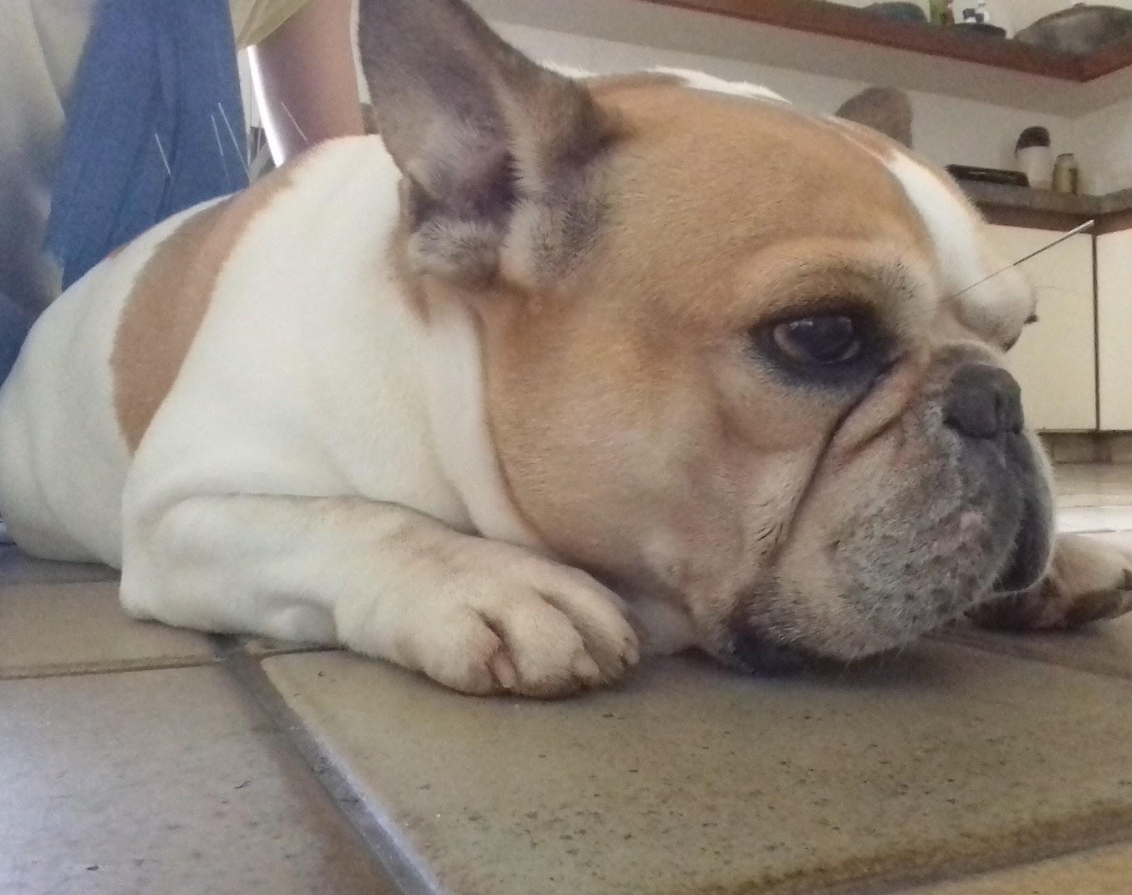 VetChi- Medicina Veterinária Holística