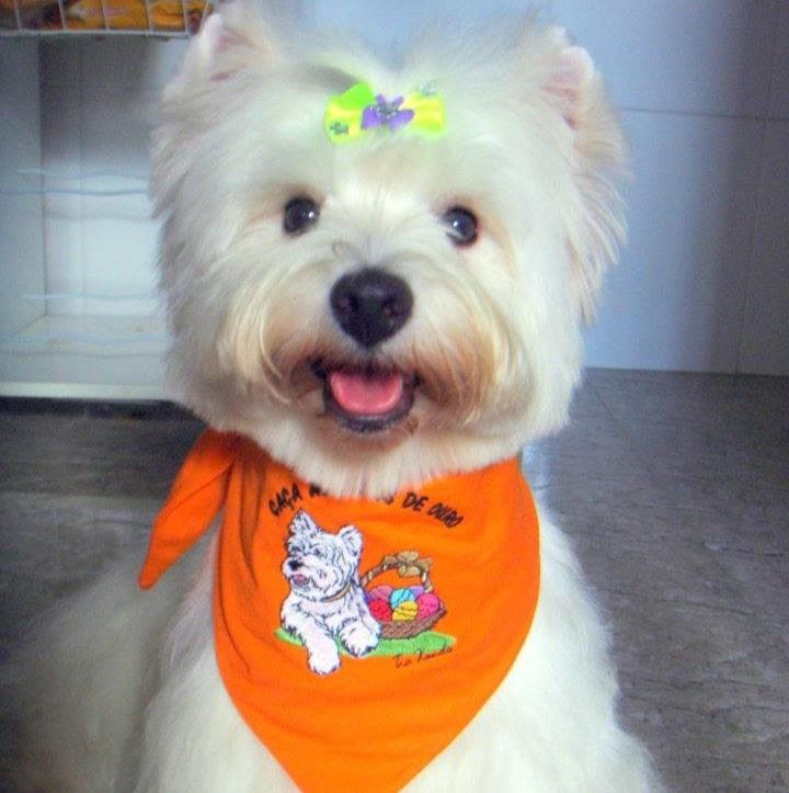 Empório Animal Pet Shop