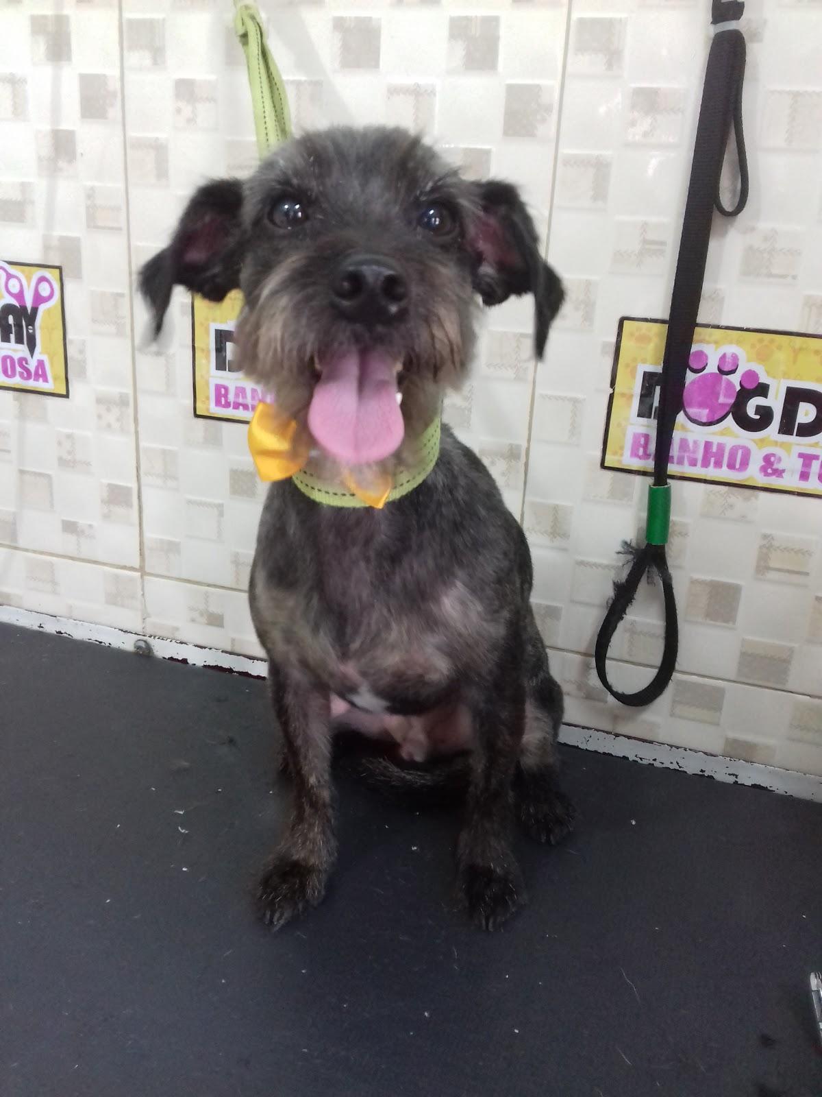 Dog Day Banho & Tosa