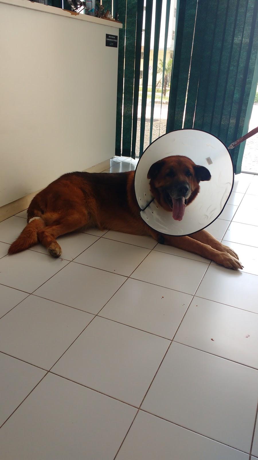 Clínica veterinária Inacan