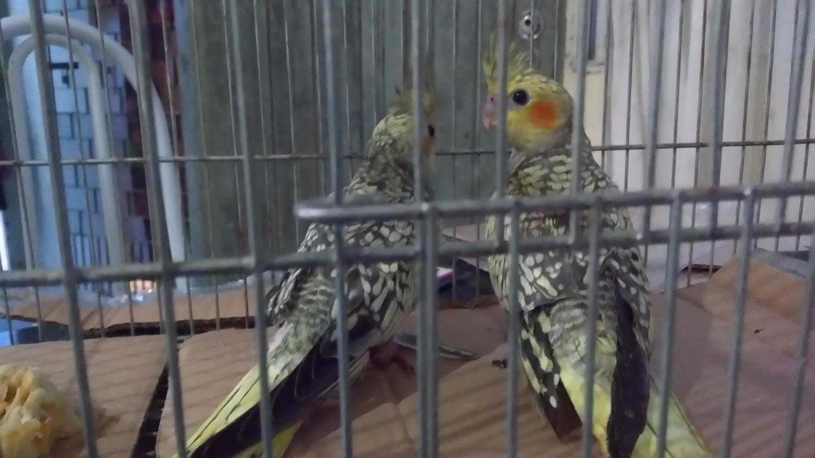 Tenda do Criador Pet