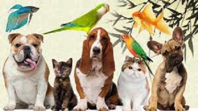 Pet Shop DOG'S & CAT'S