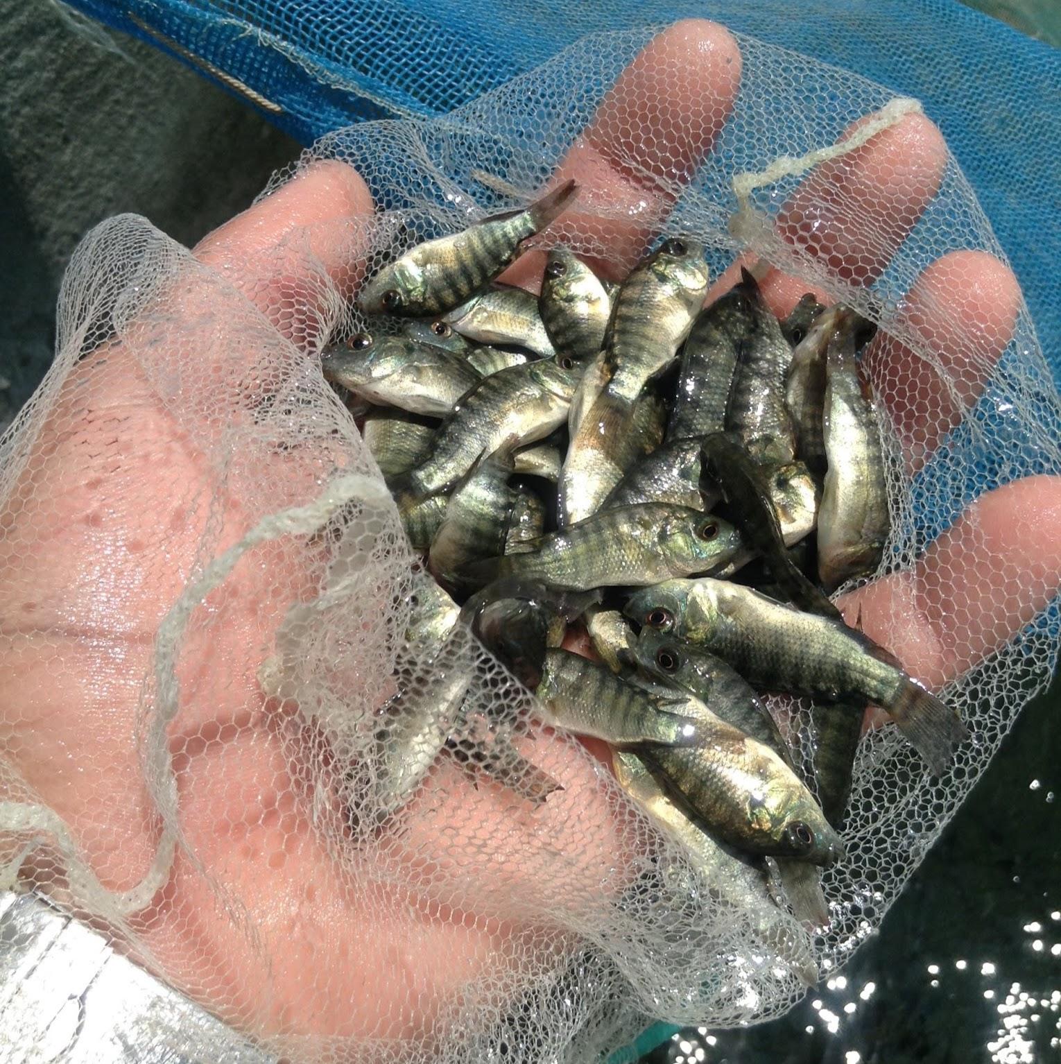 Ceará Tilápia - alevino Pronta entrega