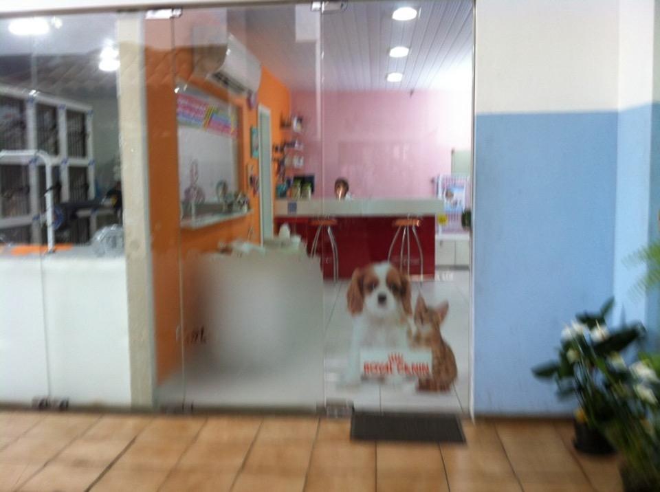 Banho de Gato
