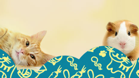 Shop4Pets