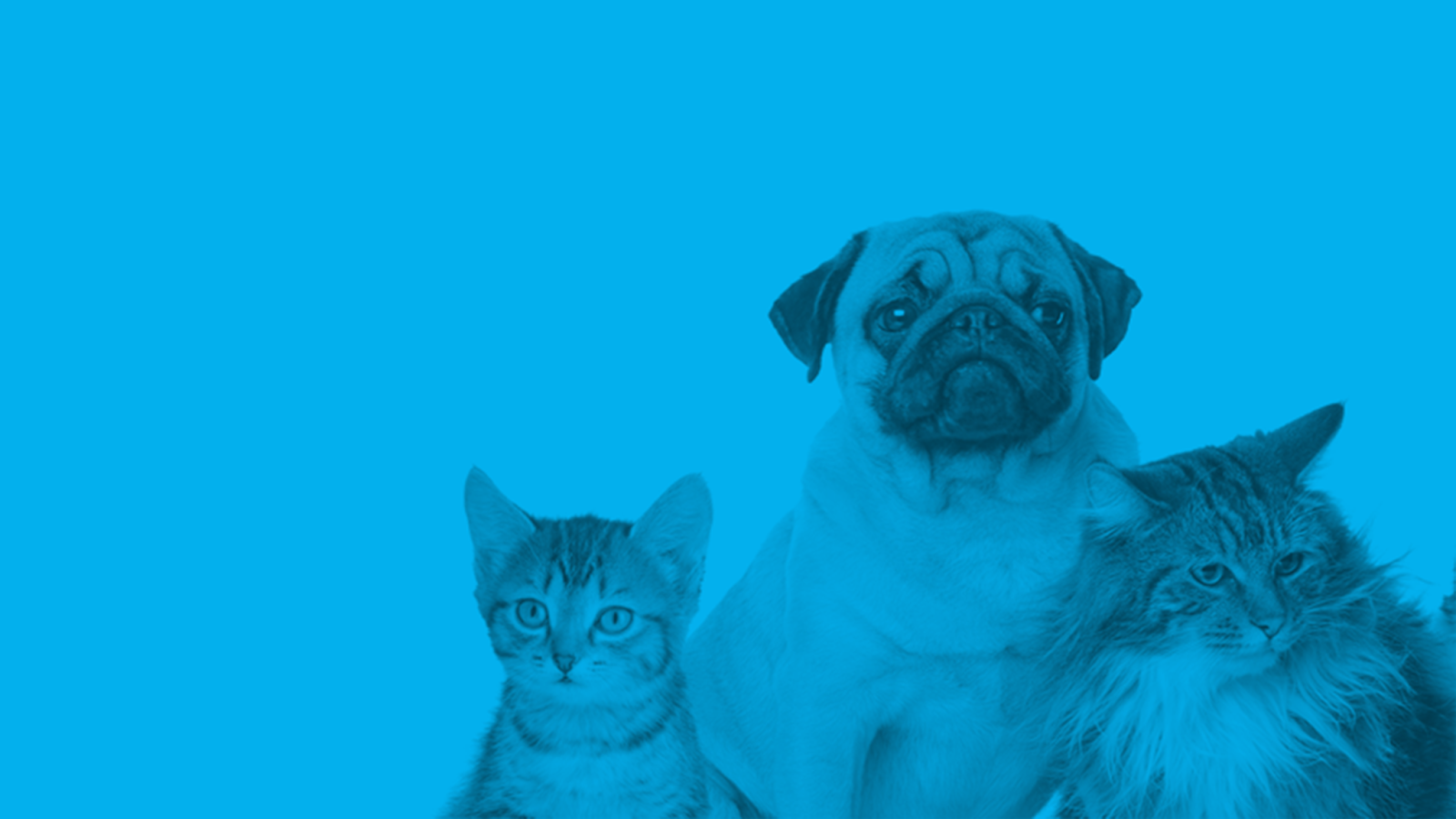 Unipet Plano de Saúde Veterinária