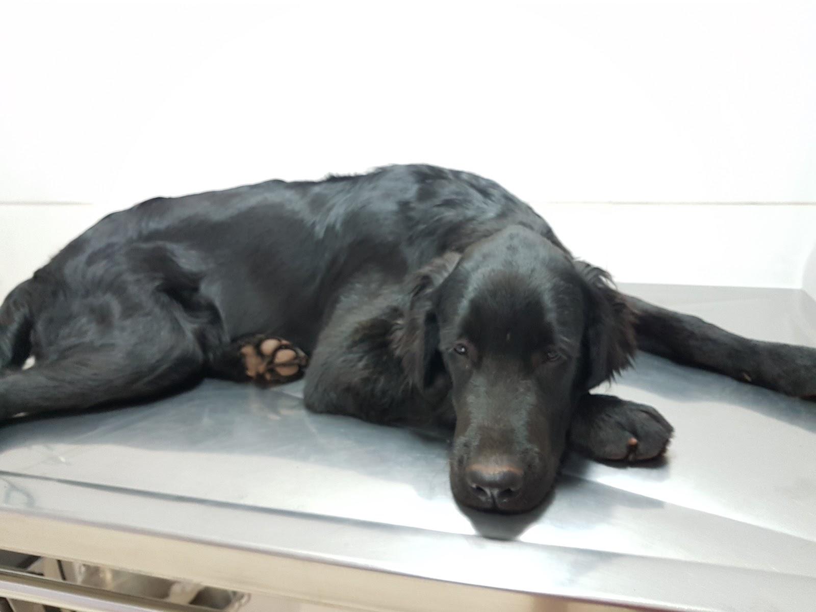 Agape Veterinary Clinic