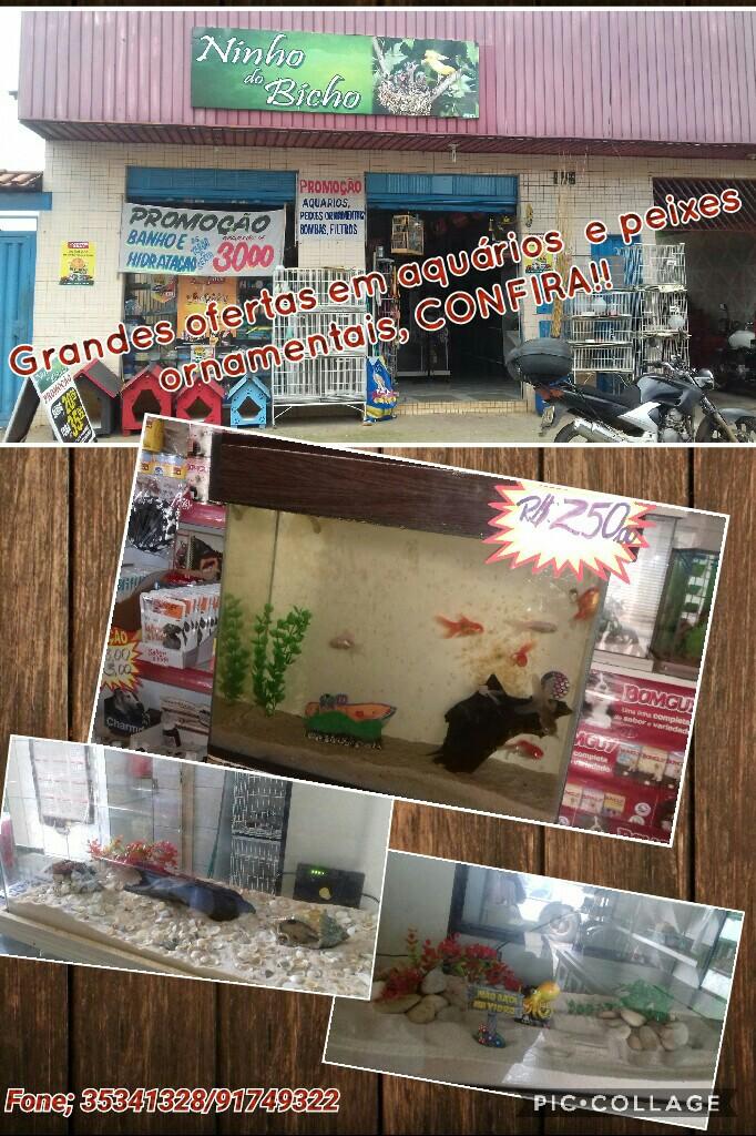Pet Shop Ninho do Bicho