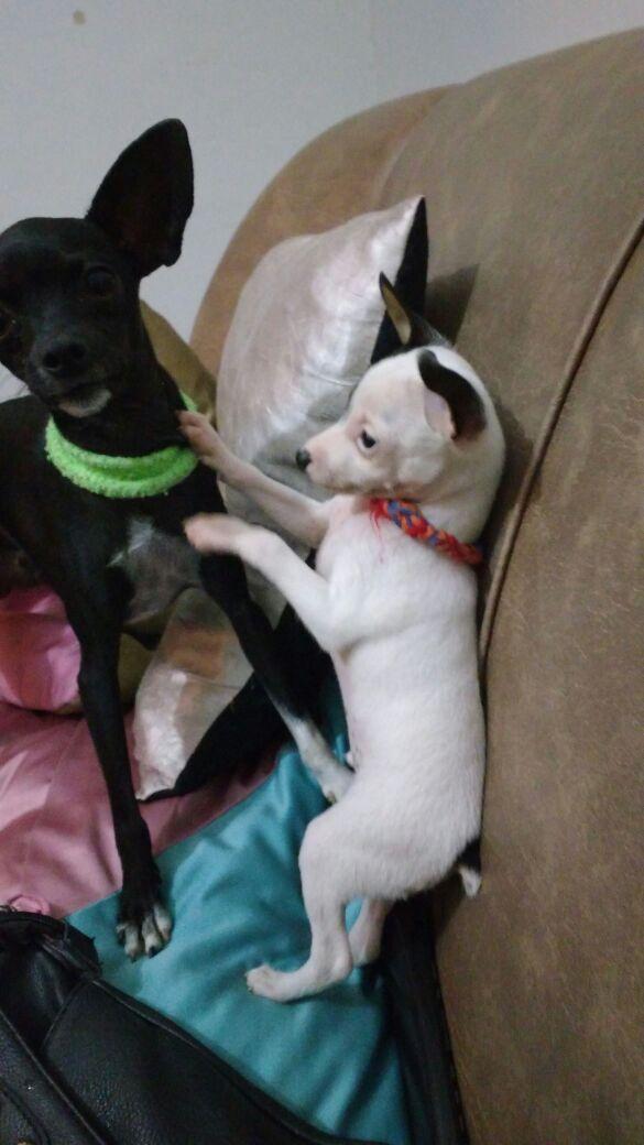 Pet Shop Animal World