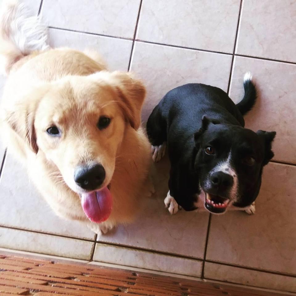 Clinica Veterinária Bem Estar Animal