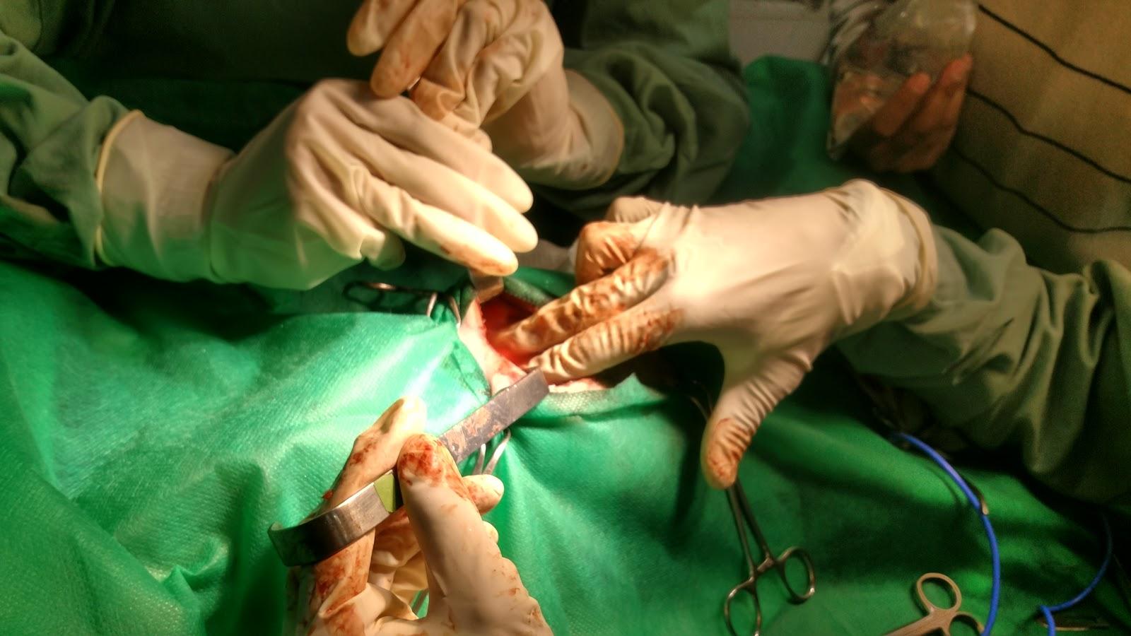 CENTRO VETERINÁRIO E PET SHOP PAIOL - CENTRO