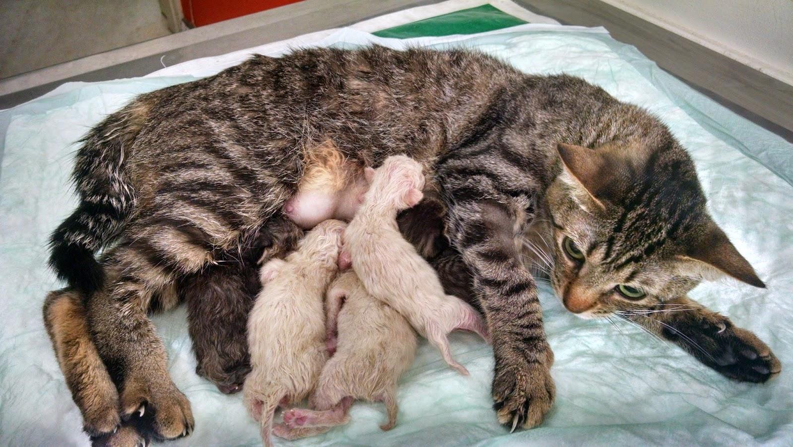 Dr Carlayle Clínica Veterinária