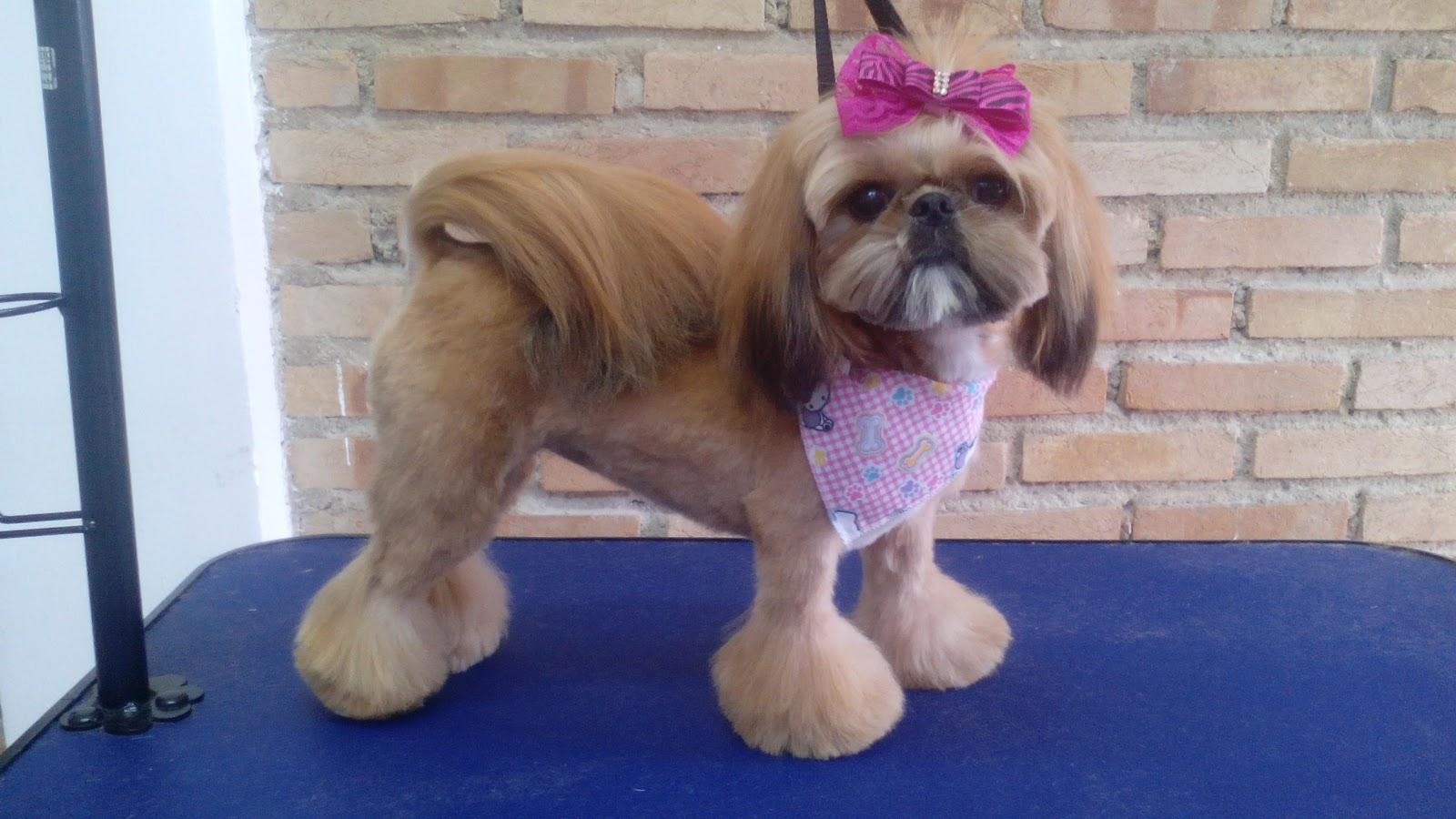 Centro Estético Animal Cão Beleza