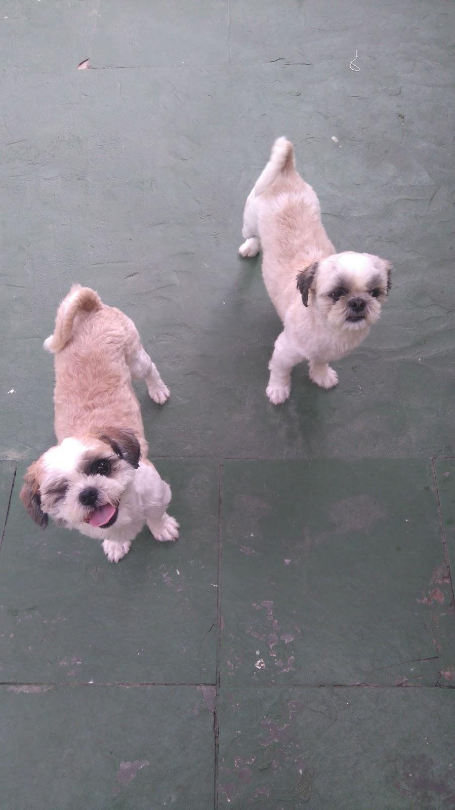 Cidade do Pet | Hospedagem Domiciliar para Cães