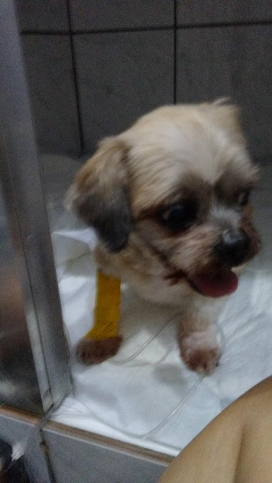 Hospital Veterinário Fisiopet