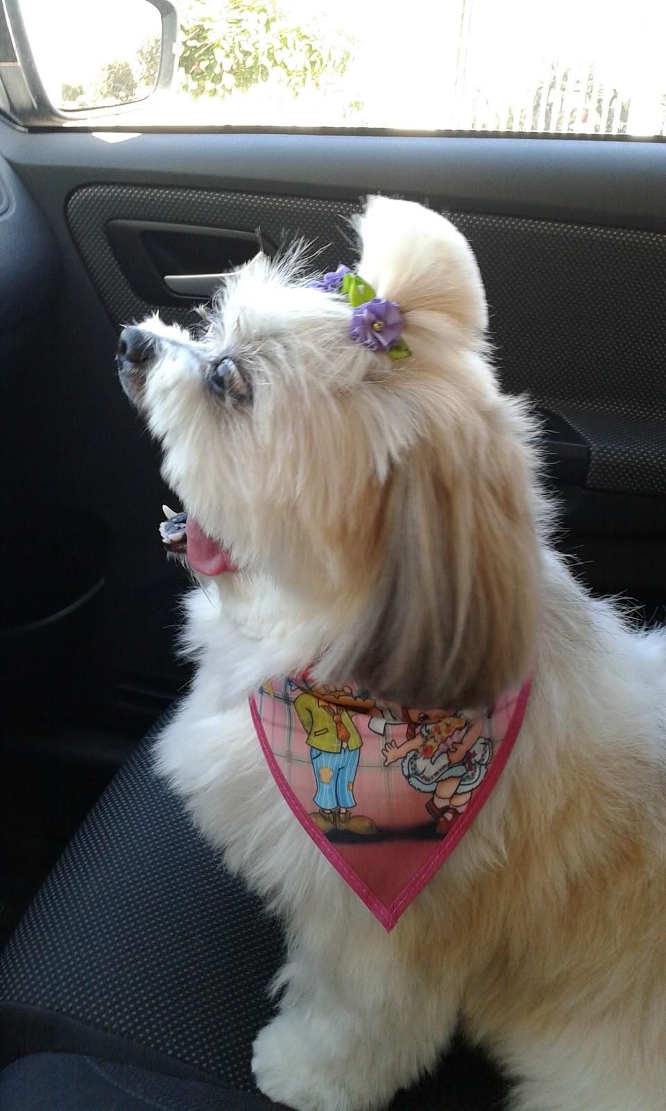 Tosa Chic Pet Shop