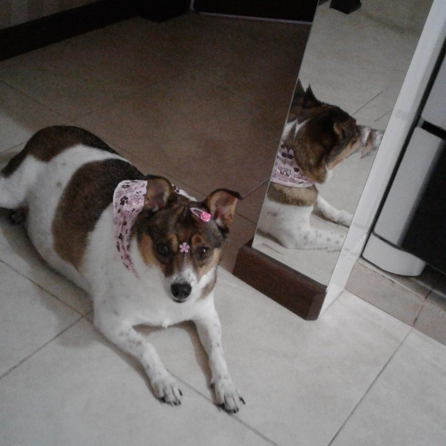 Clínica Veterinária Ishizuka