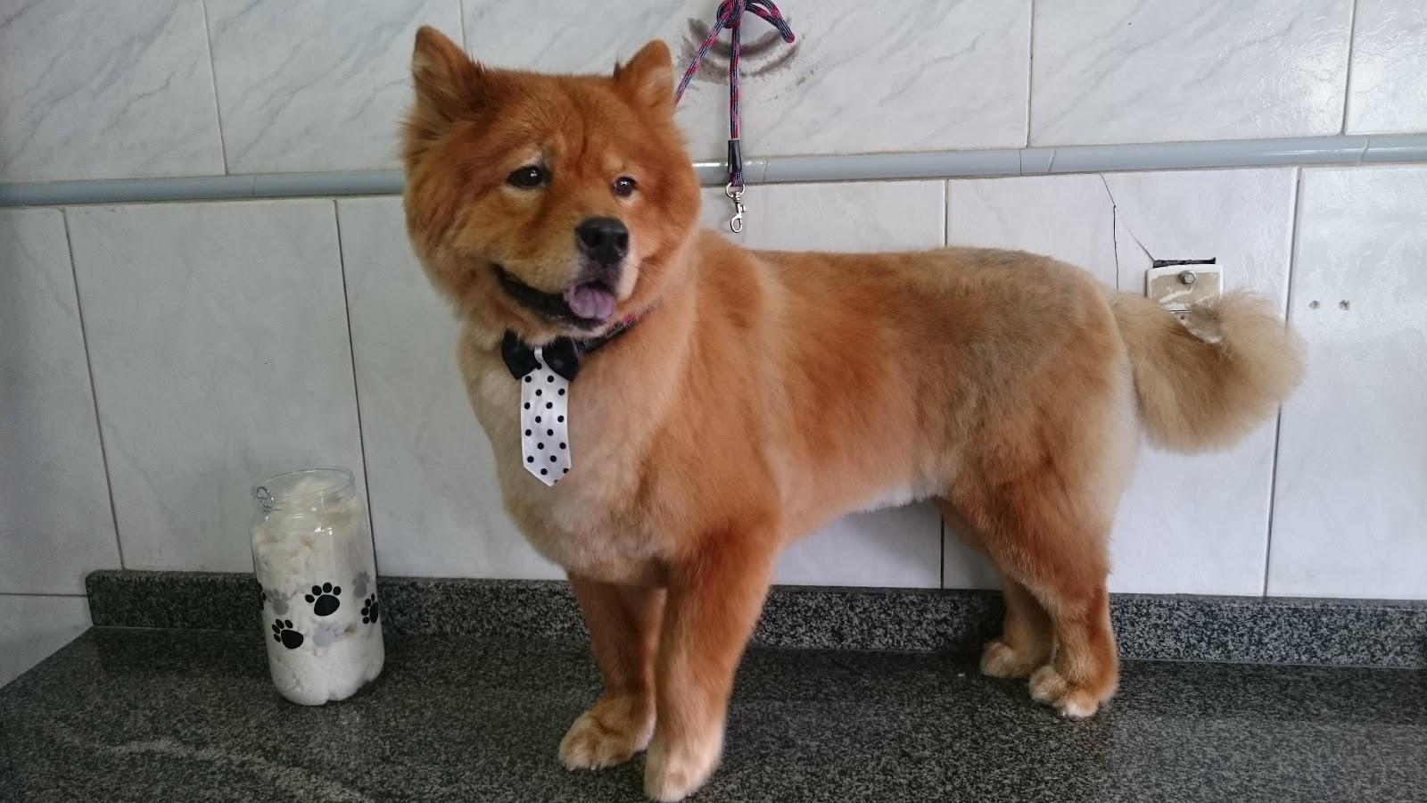 PetShow - Onde seu amigo é a estrela!!!