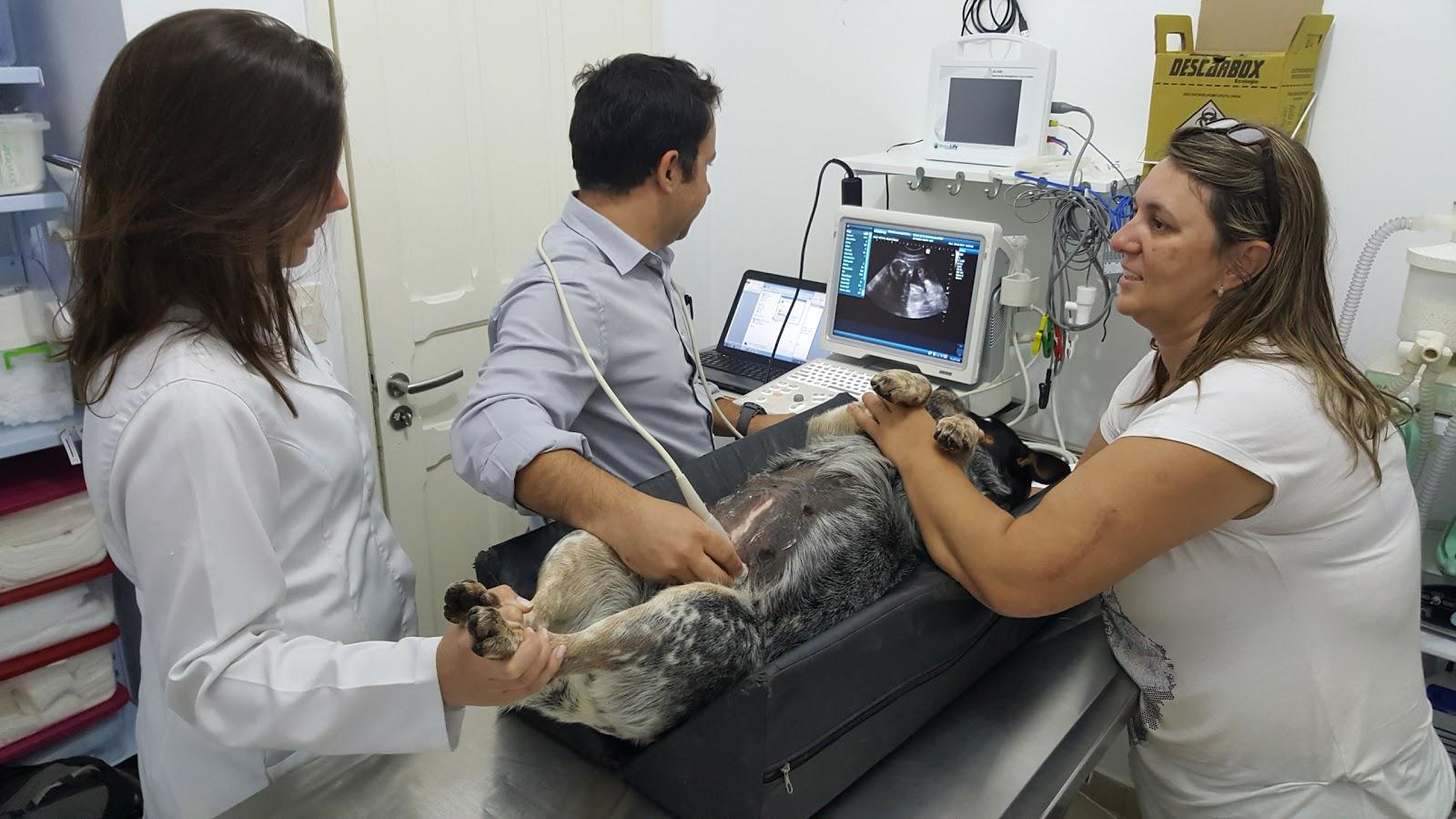 Animale Centro Médico Veterinário e Pet Shop