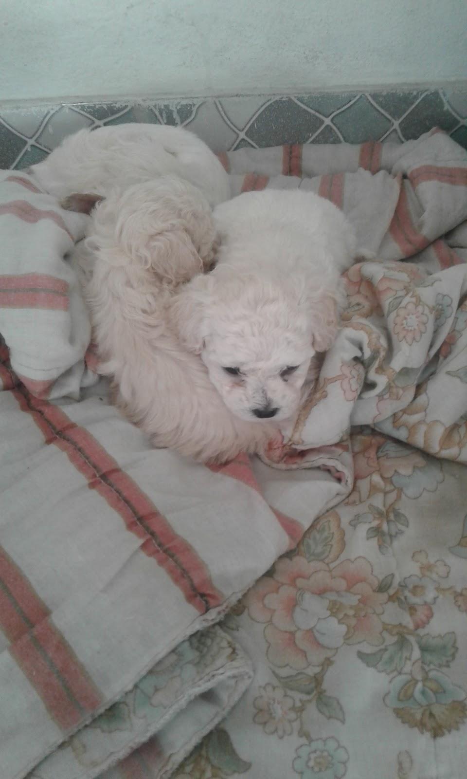 Pet Shop Reino Animal