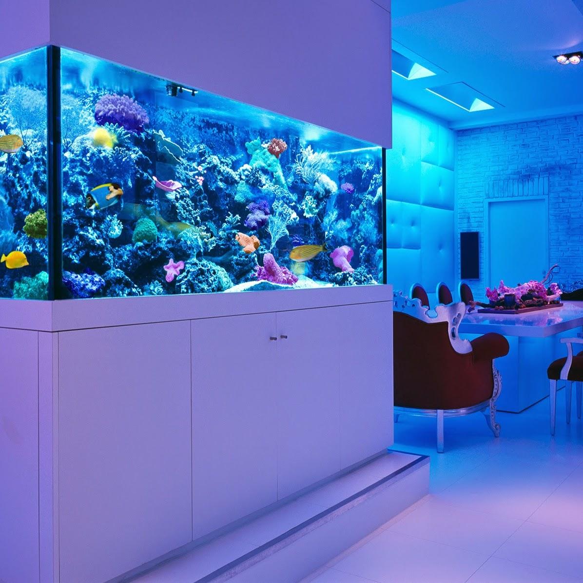 Show Aquarium - aquarium Professional