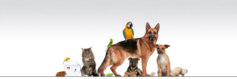 NucleoVet - Clinica Veterinária e Pet Shop