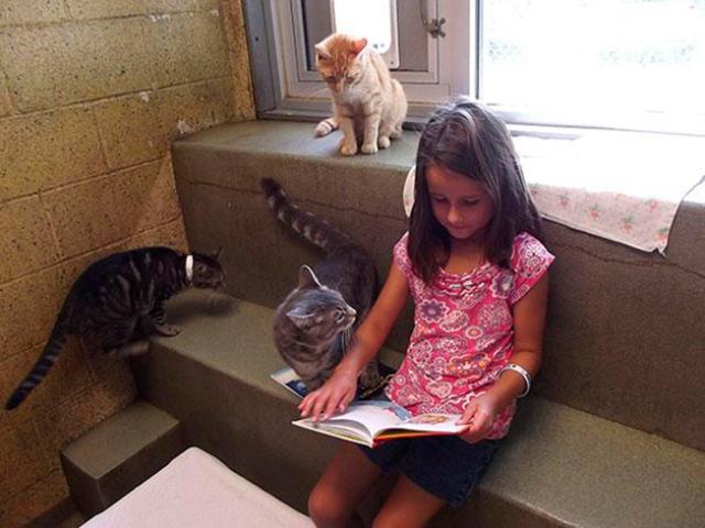 Pet Store BH