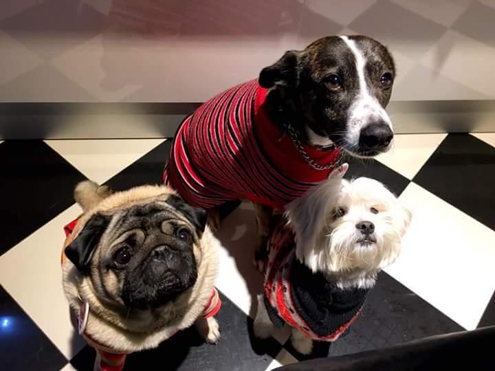 Curso de banhoe tosa xodozinho