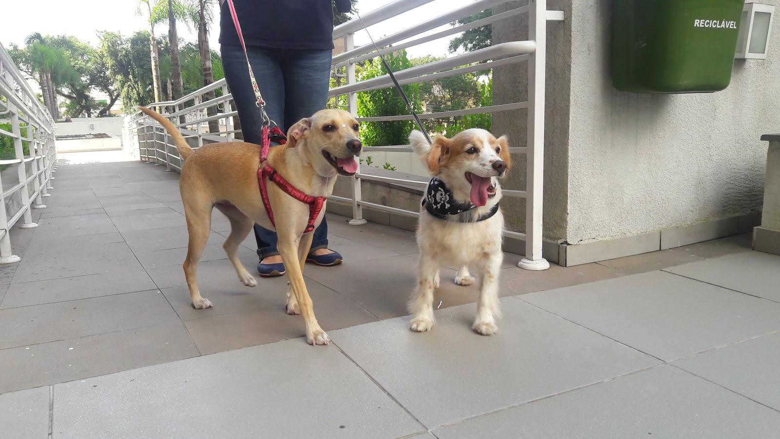 Dog Veterinary Clinic Maestro