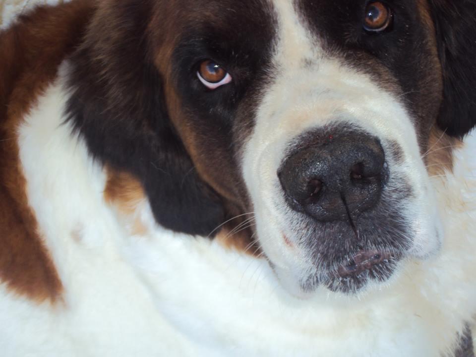 SAVE - Atendimento Veterinário 24hs Especializado com URGÊNCIA e EMERGÊNCIA em Curitiba