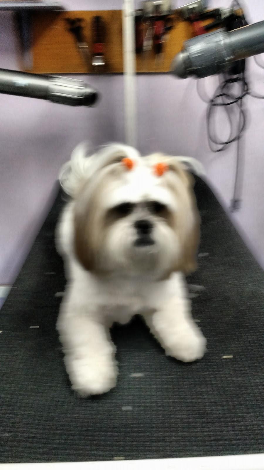 Pet Shop Trimming Dog