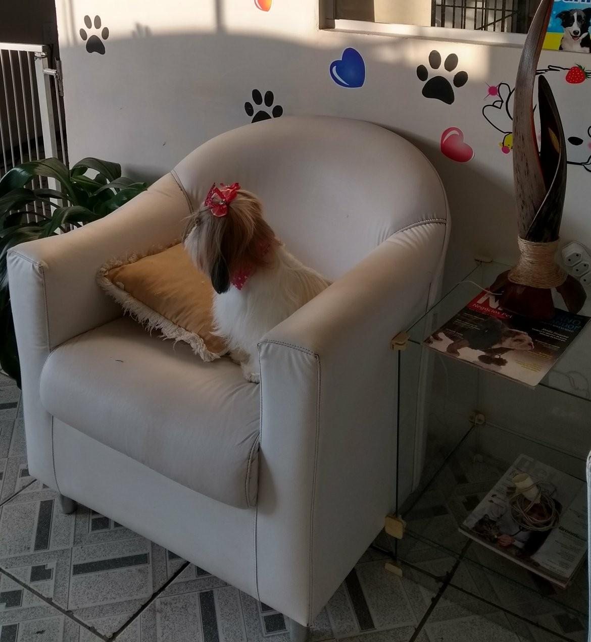 Pet Shop Mascote de Ouro