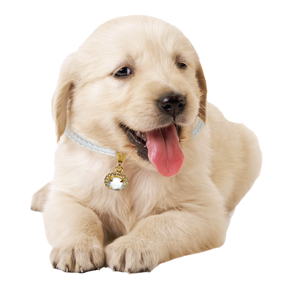 D' Paula Pet (Distribuidor PetShop)