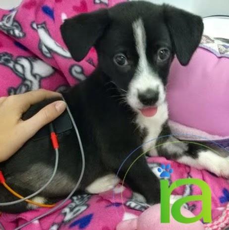 Institute of Animal Rehabilitation - IRA