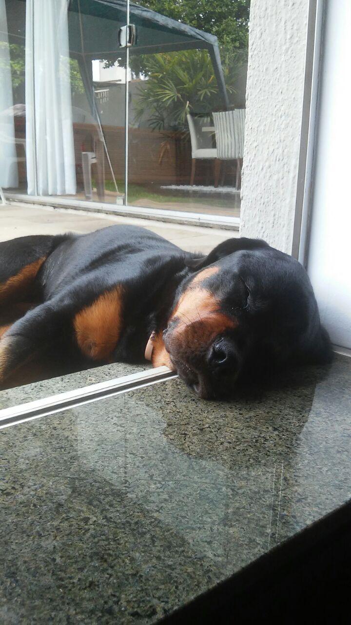 VETERINARY CLINIC AND PET SHOP SANTA CATARINA