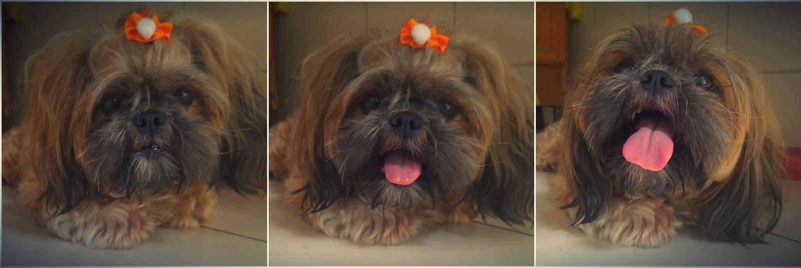 Valle Pet Shop