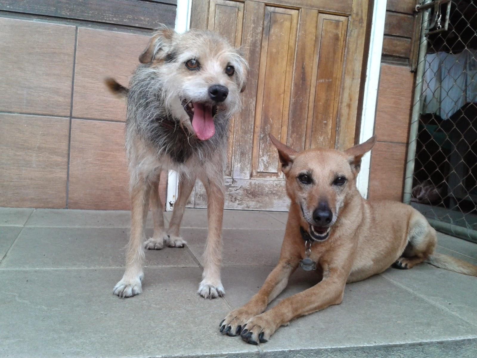 Bichos & Carrapichos