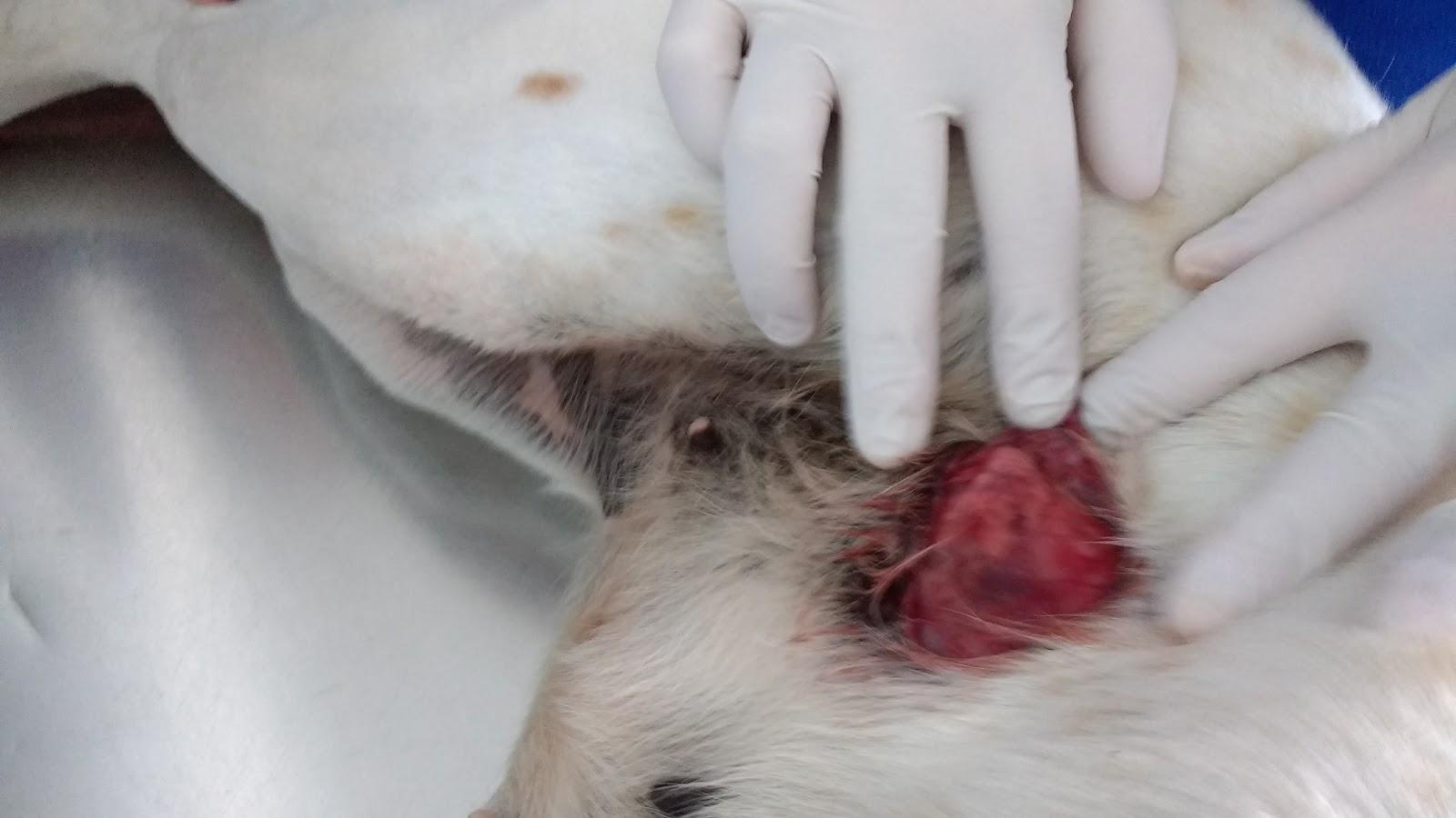 Equivet Clinica Veterinaria