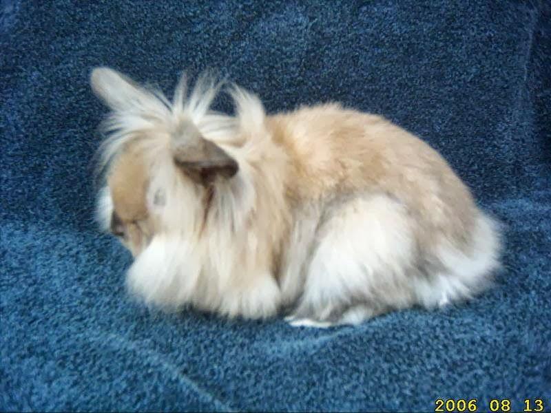 Mini Coelhos Curitiba