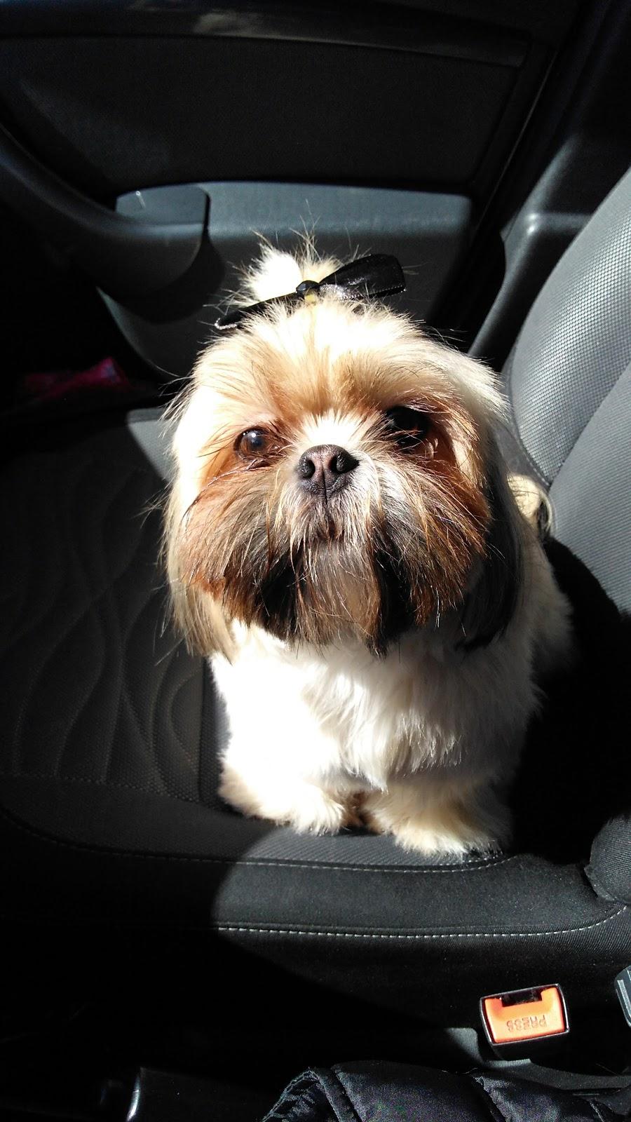 Pimp My Dog