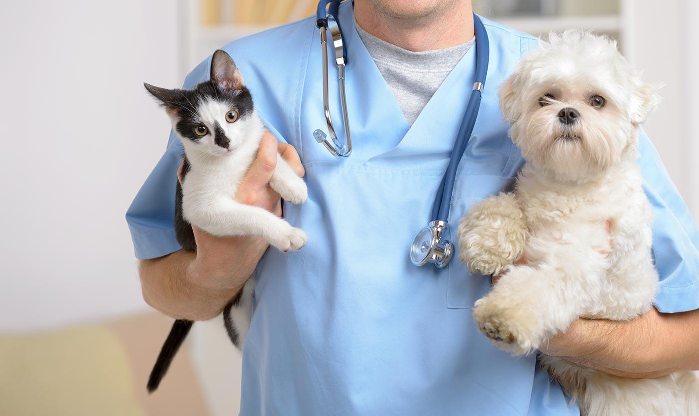 Clinica Veterinária Zanotto