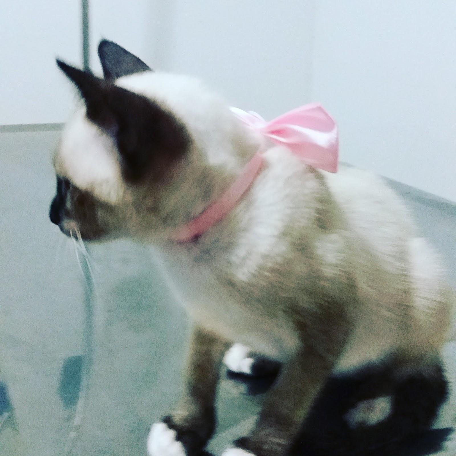 Veterinary Clinic Park Ten