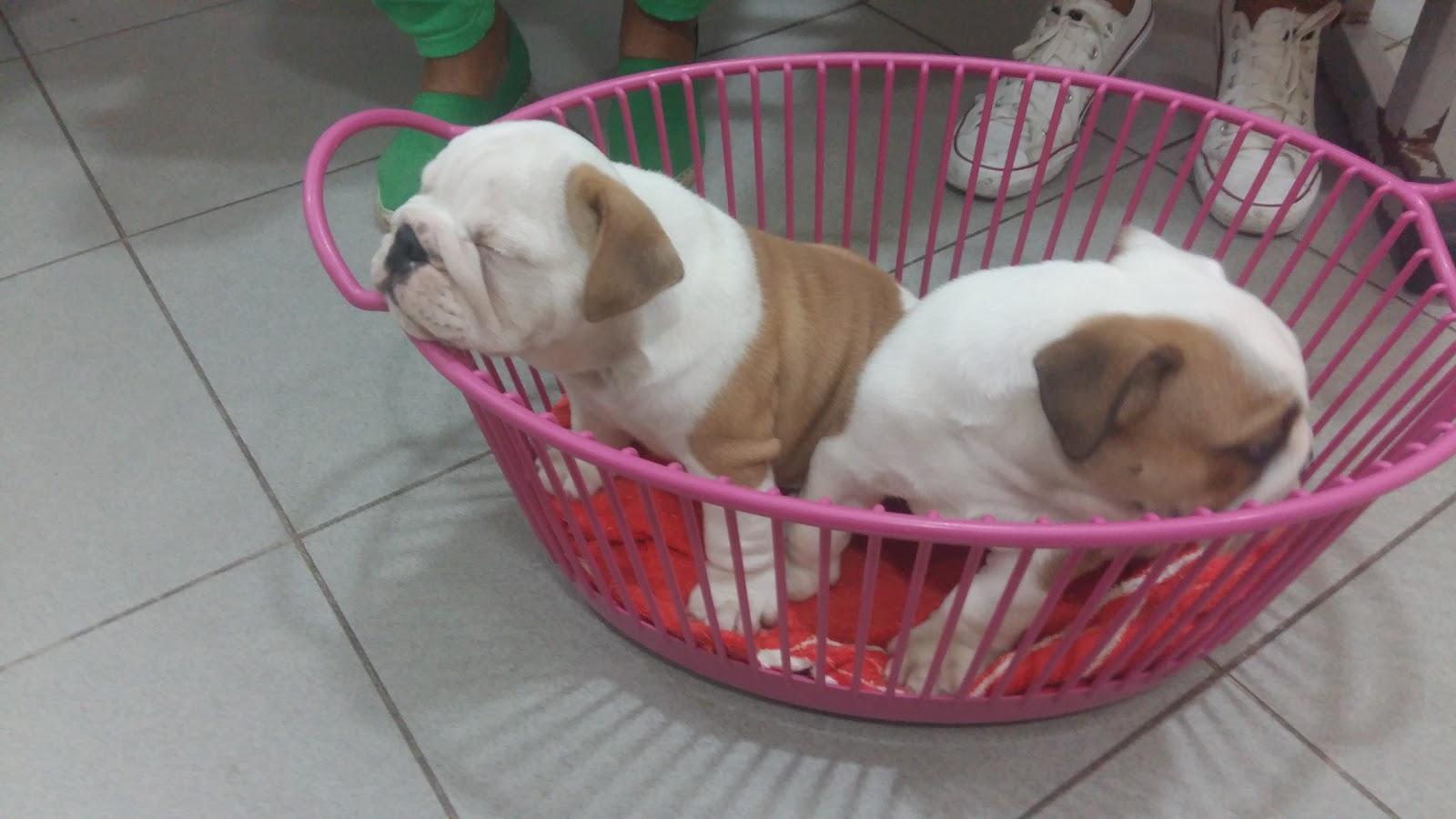 Maskote Pet Shop